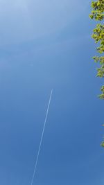 Low angle view of trees against clear sky