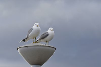 Low angle view of seagulls perching on the sky