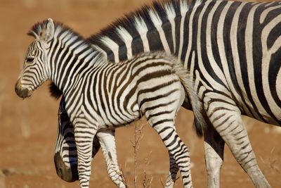 Zebra standing on field