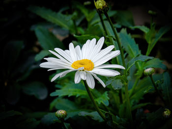 Close-up of white daisy flower