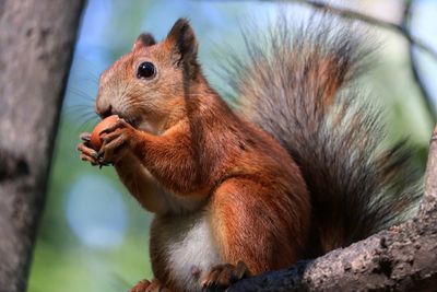 Close-up of squirrel