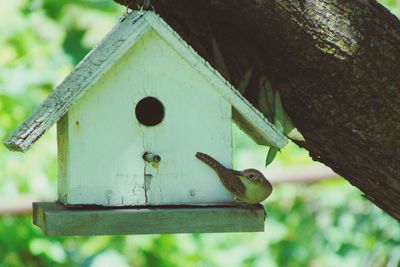 Close-up of squirrel perching on tree