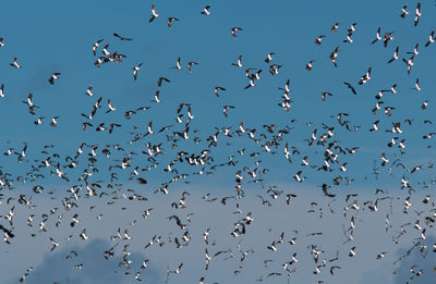 Low angle view of birds flying against clear sky