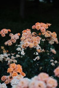 High angle view of flowering plants in park