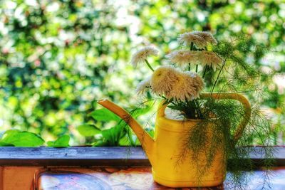 Close-up of potted plant against trees