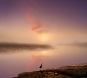 Silhouette bird perching on shore at beach against sky during sunset