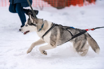 Dog in a snow