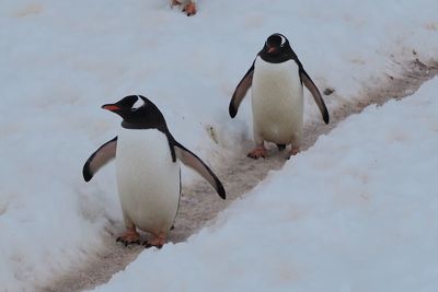 Close-up of penguins on snow