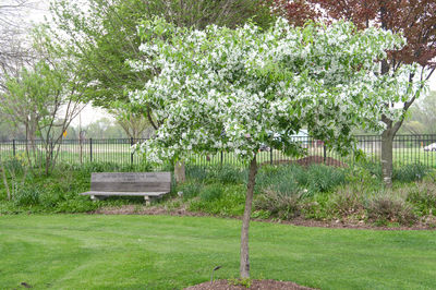 Trees and plants in garden