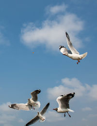 Seagulls flying on the beautiful clear sky, chasing after food that feed on them.