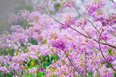 Close-up of pink flowers