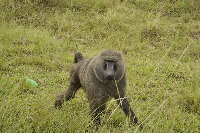 Baboon in the african bush
