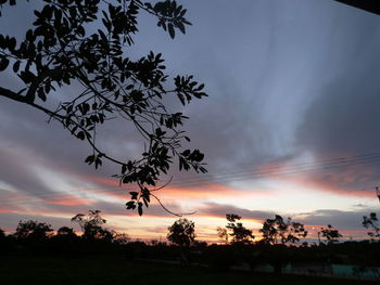 Silhouette of trees at sunset