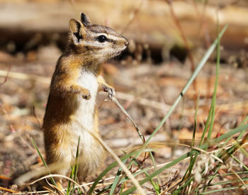 Close-up of squirrel on field