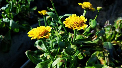 Close-up of yellow flowers blooming outdoors