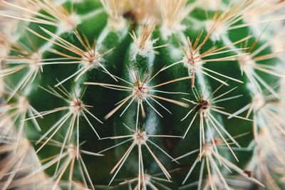 Close-up of succulent plant