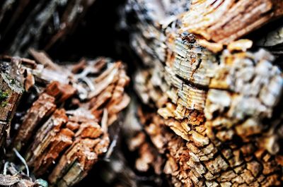 Close-up of insect on tree trunk