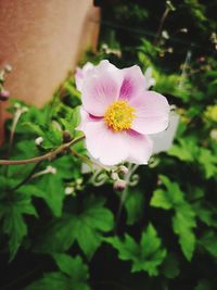 Close-up of pink flower