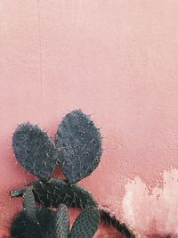 High angle view of succulent plant on wall