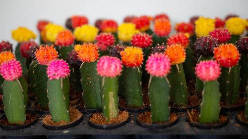 Close-up of multi colored flowering plants