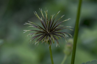 Close-up of dandelion on plant