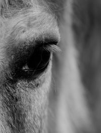 Horse close up bnw