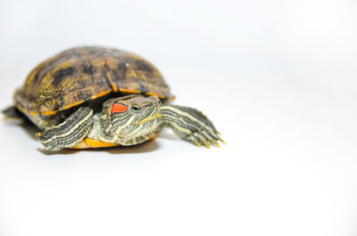 Close-up of a turtle on white background