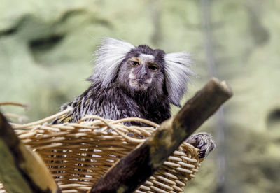 Close-up of monkey sitting on wood