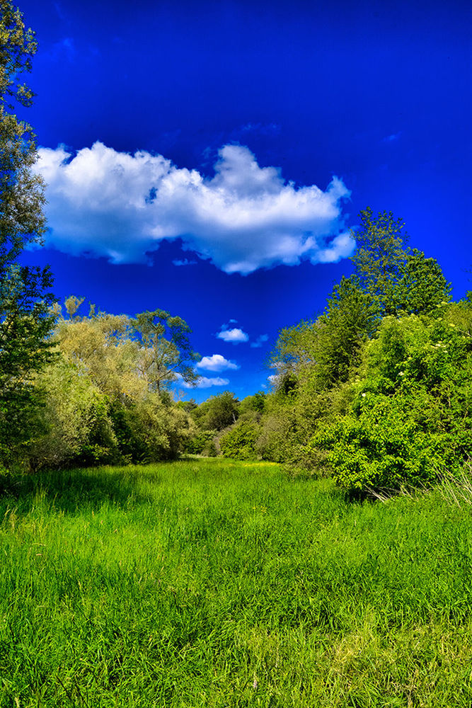 TREES ON FIELD AGAINST SKY