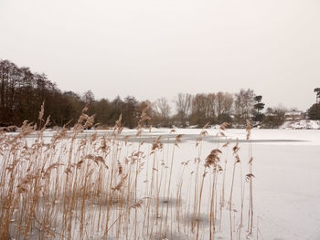 Scenic view of lake against clear sky during winter