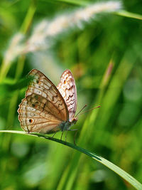 Close-up of butterfly on leaf