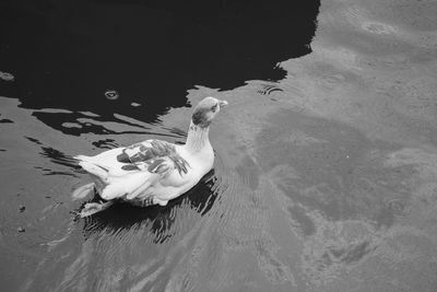 High angle view of bird swimming in lake