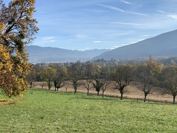 Trees on field against sky