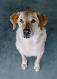 Close-up portrait of dog