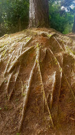 Aerial view of trees on field in forest