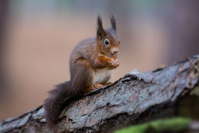 Squirrel on log