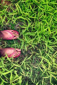 Low section of person on grass