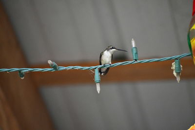 Close-up of bird perching on fence