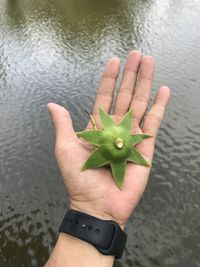 High angle view of hand holding leaf in water