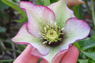 Close-up of pink flower