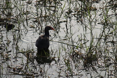 Bird on lake against plants