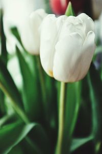 Close-up of white flowers blooming outdoors