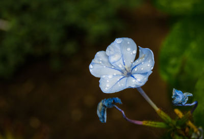 Close-up of wet rose flower