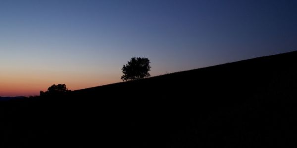 Silhouette trees against clear sky during sunset