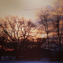 Bare trees against sky at sunset