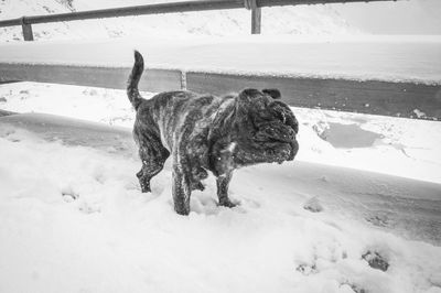 Dog on field during winter