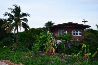 House by palm trees and building against sky