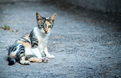 Portrait of a cat sitting on road