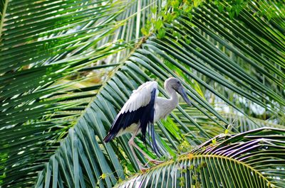 Bird perching on palm tree