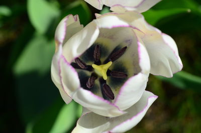 Close-up of white rose flower